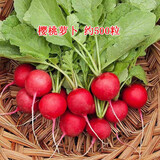 昂启蔬菜种子四季播盆栽阳台庭院香菜生菜菠菜小葱简单秋易种籽孑大全 樱桃萝卜 约500粒