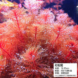 疯狂水草（FKSC）鱼缸水草净化水质套餐蜈蚣草阴性水草浮萍植物活体水培矮珍珠 红松尾[后景]