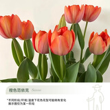 花翁进口郁金香种球土养花卉绿植室内盆栽 范依克-种球10颗源头直发