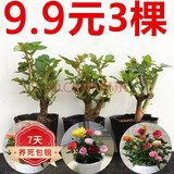 嫁接多色月季花苗卉老桩老根四季开花绿植玫瑰花苗室内盆栽大花 月季花苗/颜色随机 3棵