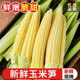 探味君 新鲜甜玉米笋 迷你小玉米棒芯甜玉米芯带壳新鲜蔬菜水果批发包邮 净重2.8-3斤