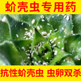 蚧壳虫专用药介壳虫吡蚜虫噻嗪酮柑橘果树农药杀虫剂多肉花卉除介蚧必治农药杀虫剂 20g