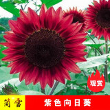 观赏向日葵种子向日葵花种子大粒高产瓜子种子四季种植简雪高杆矮杆多头向日葵种籽 紫色向日葵200粒