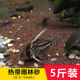 大匠神彩鱼缸底砂鱼缸造景雨花石沙石头装饰铺底石鹅卵石溪流石雨林沙底沙 热带雨林砂5斤