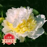 欧悟 带盆栽好 带芽芍药种根 根块 芍药花苗盆栽地栽花卉庭院阳台植物 军官F