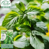 寿禾 罗勒种子蔬菜九层塔阳台四季食用秋冬季香草植物种籽 埋香九层塔种子2000粒