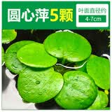 共度（Gong Du）一叶莲浮萍水草水培植物水浮莲鱼缸造景水芙蓉真草水生睡碗莲净水 圆心萍5颗