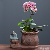 裕轩堂紫砂陶瓷花盆创意蝴蝶兰绿植盆栽老桩小和尚摆件文竹盆景禅意花盆 紫砂-0453 大