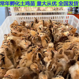 鸡苗活体土鸡小鸡幼苗下绿壳产蛋鸡青脚麻鸡肉鸡笨鸡三黄鸡五黑鸡 土鸡苗30只 优质鸡苗