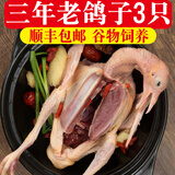 鸽子乳鸽生鲜 三年老鸽子 冷冻新鲜鸽子肉农家土鸽子现杀鸽子 三年老鸽子3只【每只约400g】