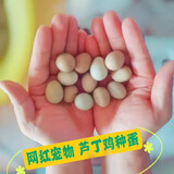 24小时发货 芦丁鸡蛋受精蛋可孵化小鸡学生宠物卢丁鸡种蛋便宜 全色系10枚+2枚备损