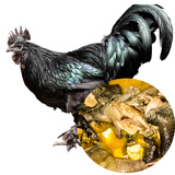 谷凡 四川山地乌骨鸡宗沐川县大楠黑鸡月子食膳乌鸡农家纯粮喂养散养 8个月雄鸡（净重3.4-4斤）