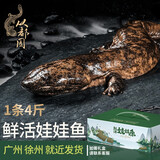 从都园顺丰包邮娃娃鱼活体生鲜大鲵海鲜水产鲜活淡水鱼肉质鲜美3-18斤 一条4斤