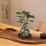 爱你一万年禅意水培发财树办公室内盆栽花卉植物四季好养招财富贵荷花竹 小盼菩提—中式烟绿瓶—紫砂托盘