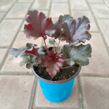 逸棵 矾根花苗 植物花卉绿植花卉多年生四季种易活阳台庭院盆栽 1株紫色宫殿小苗【叶片颜色随季节随机变化】 1株