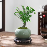 开时果 小叶紫檀盆栽桌面绿植黑骨茶 好养活办公室内花卉植物盆景摆件 独杆款：哥窑浅绿盆+苔藓+底托