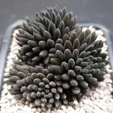 迎虞花苑 精品多肉植物办公室桃花源自由女神雪精灵迷你植物盆栽 滇石莲3头群生