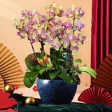 绿韵花田【两小时达】蝴蝶兰盆栽带花苞花剑花盆真花兰花开业乔迁生日礼物 8株三色鸟（瓷盆随机）