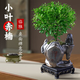 临雅小叶赤楠盆景金丝楠木老桩绿植物室内桌面盆栽禅山盆带托源头直发