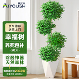 爱优尚幸福树盆栽客厅室内大型绿植办公室乔迁新家绿宝净化空气源头直发