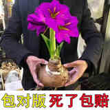 垣栀荷兰朱顶红进口大球重瓣种球盆栽花卉植物多年生特大球四季开花球 【紫色晚霞】朱顶红种球当年开花