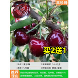 言清车厘子树苗正宗嫁接樱桃树苗石榴树苗枣树苗庭院盆栽地栽果树苗 黑珍珠 粗2公分（当年结果）