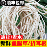 辰实【发顺丰】鱼腥草新鲜 折耳根叶子 侧耳根节节根蔬菜现挖发 1斤鱼腥草根根