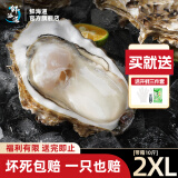 鲜海道【活鲜】鲜海道生蚝  乳山牡蛎 新鲜海蛎子生鲜贝类 肥蚝2XL号带箱10斤