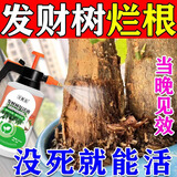 发财树烂根急救素专用营养复活液叶子发黄掉叶烂根叶斑病专 用 药 一瓶