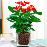 白掌盆栽植物室内花卉水培一帆风顺大盆水养绿植 特级红掌【玻璃方缸+陶粒】 含盆