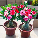 急兔沙漠玫瑰四季种植阳台花卉绿植室内随机色原盆土+备用盆源头直发