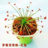 八目尚賞捕蝇草盆栽新奇趣味捕虫草食人花卉绿植食虫草新奇趣味捕蝇草 茅膏菜【孔雀】 带盆栽好