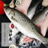 品鲜奕号海鲈鱼新鲜海捕整条活冻海鲈鱼深海鱼生鲜 鲈鱼 海鲜水产中秋送礼 整条海鲈鱼3条装（2斤左右/条）