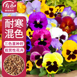 寿禾 三色堇种子苗蝴蝶花景观花卉籽 寿艺三色堇混色种子1g约800粒