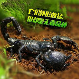 宠以沫热带雨林蝎子爬宠学生版网红昆虫宠物全套新手 6-8cm一只仅蝎子