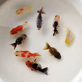 优鱼若宠观赏鱼活体水族宠物鱼 金鱼活鱼 小金鱼活体 冷水鱼淡水鱼 5-6cm精品混色兰寿5条+2条防损