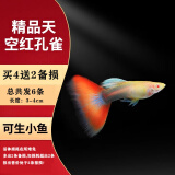 森悠（SARYOR）孔雀鱼纯种观赏鱼小型淡水好养热带鱼活体斑马金鱼凤尾鱼繁殖 天空红2对+1对防损【3公3母】