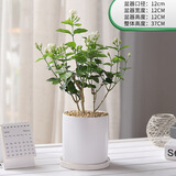 幼薇茉莉花盆栽花苗四季常青植物室内花卉开花不断绿植盆栽 茉莉花老桩+大白圆柱瓷盆+底托 带盆栽好