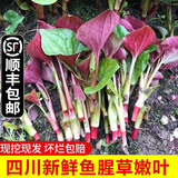 辰实【现挖发顺丰】鱼腥草新鲜 折耳根叶子 侧耳根节节根蔬菜现挖发 2斤四川鱼腥草嫩叶【顺丰快递】