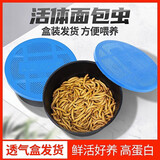 爬将军面包虫活体活虫黄粉虫蜘蛛蝎子乌龟守宫角蛙仓鼠八哥鸟活饵鱼饲料 1-2cm约300条+麦麸(带镊子)