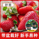 京云梦草莓苗红火果四季家庭阳台草莓盆栽 /妙香草莓两颗含加仑盆栽好