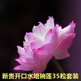 鑫意碗莲种子室内盆栽荷花种子睡莲四季开花水培碗莲花卉种子植物种子 新贵开口水培碗莲35粒+营养液 含塑料盆+1支营养液+1包水晶珠