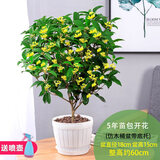 锦枫（jinfeng）桂花树苗盆栽植物办公室内花卉四季开花好养易活的客厅绿植小盆景 5年苗包开花+仿木桶盆 原土发货