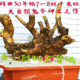 黄荆桩老桩黄荆盆景熟桩树桩根雕舍利黄荆室内绿植办公室盆栽庭院盆景疙瘩老桩 精选7-8枝黄荆老桩随机发 不含盆