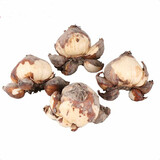 惜林园 正宗漳州水仙花 水培植物水养花卉 冬季室内盆栽球根 漳州水仙5个