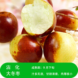 大枣树苗特大红枣树苗枣树活苗冬枣苗南北方种植果树苗当年结果 沾化冬枣树苗6年苗【当年结果】 5年枣树苗当年结果