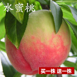 花幽谷【两株装】嫁接桃树苗盆栽地栽庭院阳台桃花桃子久保阳山树苗南方 水蜜桃当年结果【四年苗两株】 81cm(含)-110cm(含)