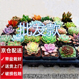 两腿跑【送货上门】三八节多肉植物带盆桌面盆栽组合绿植花卉幼儿园盆栽 50棵(6cm原盆栽好)