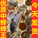 中蜂蜂王种王活体优质红背王产卵王阿坝王土蜂王新开产王高产王 原种阿坝王新开产王