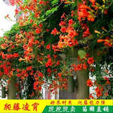 旺之春美国凌霄花苗庭院爬藤植物俄罗斯老桩大盆栽灵霄开花绿化攀爬日本凌霄花苗攀援花卉别墅庭院绿化爬藤植 6年苗)2cm粗开花爆满备注品种